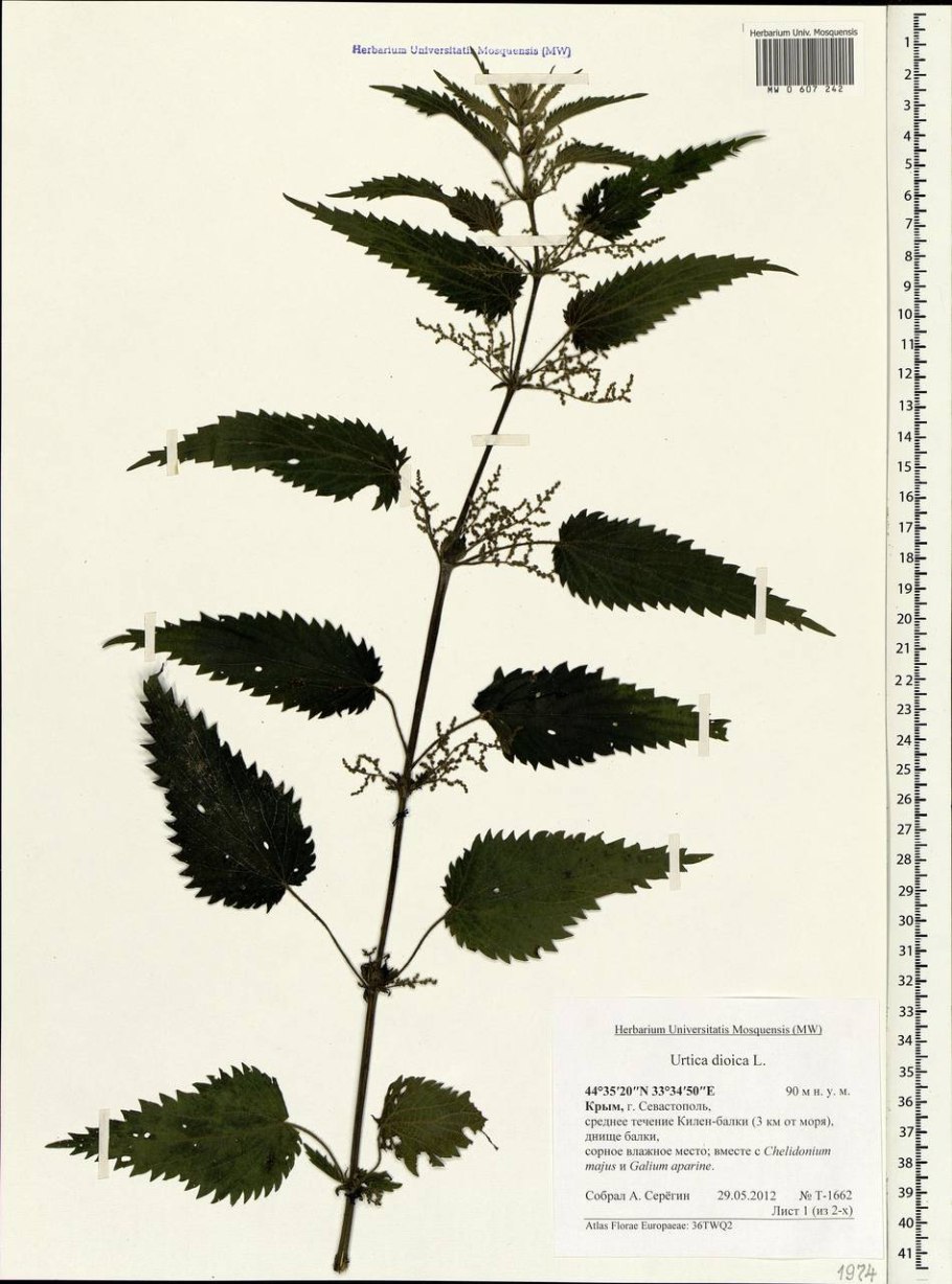 Urtica urens гербарий