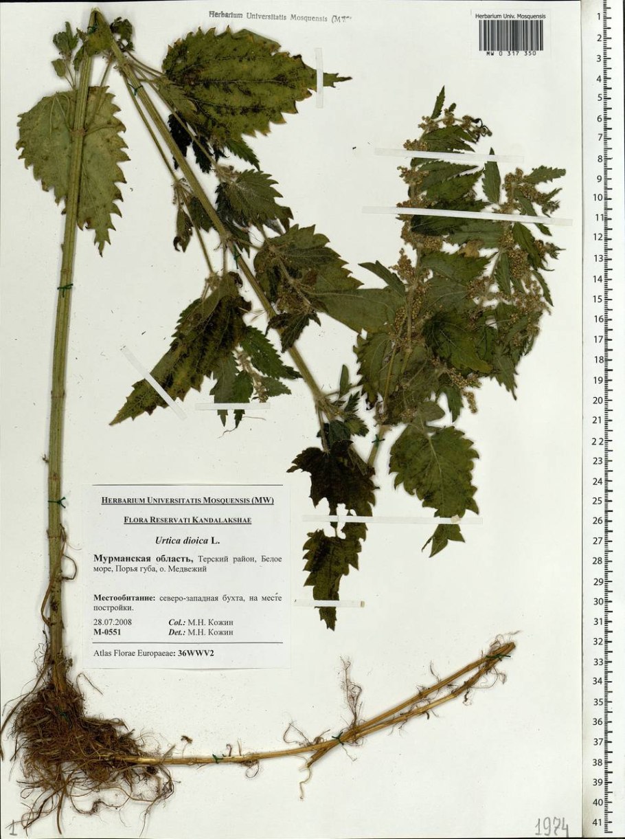 Корень крапивы