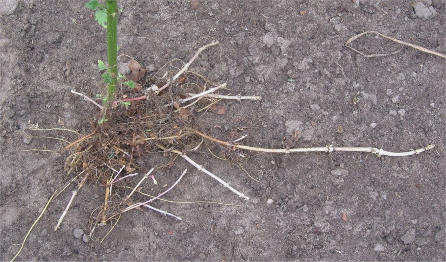 Крапива двудомная Ботаническая