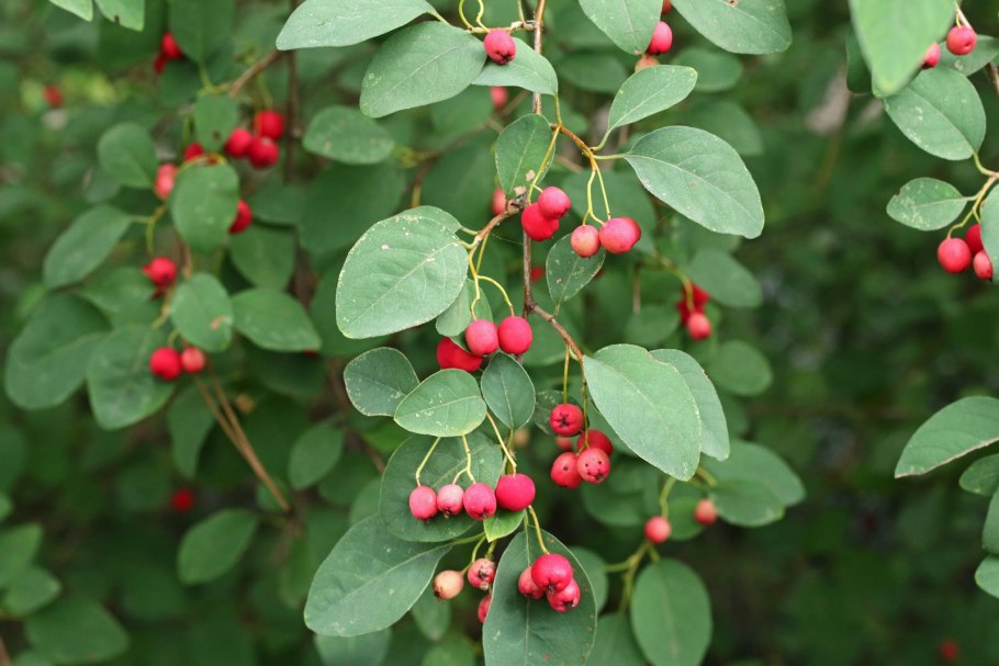 Cotoneaster cinnabarinus