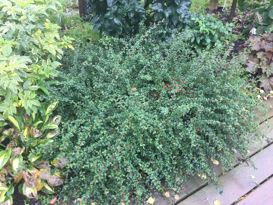 Кизильник киноварнокрасный