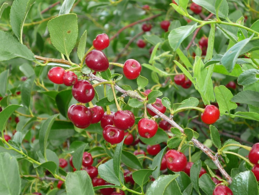 Куст кизильник Млечный