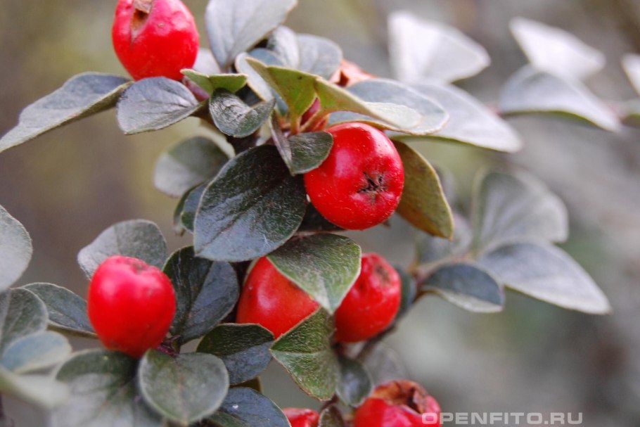 Кизильник алаунский Cotoneaster alaunicus