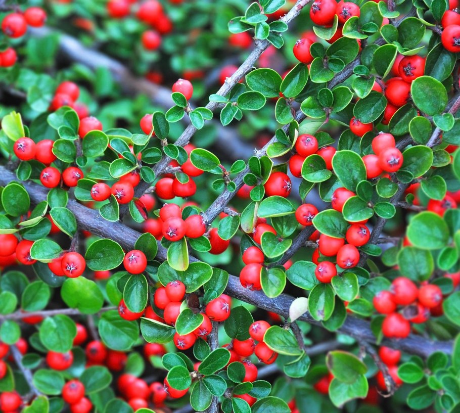 Кизильник киноварнокрасный