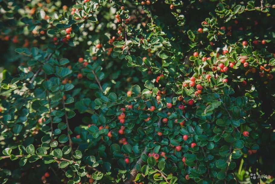 Кизильник одноцветковый