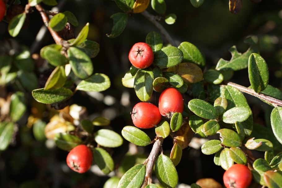 Cotoneaster coriaceus