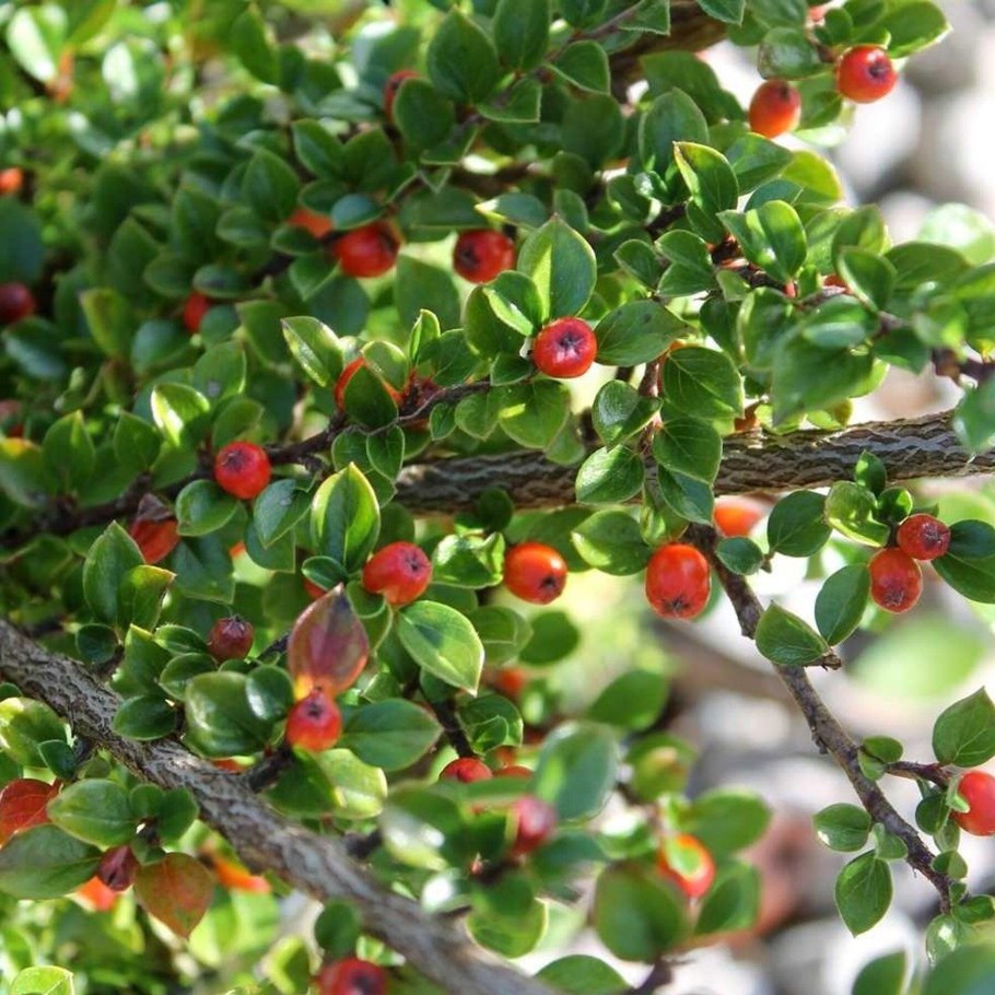 Кизильник Даммера куст