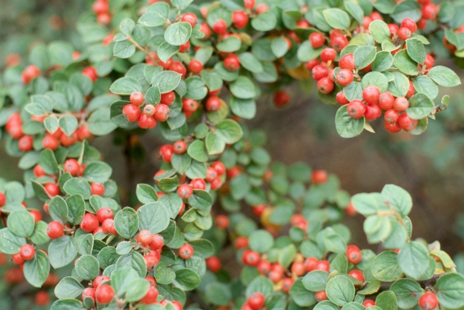 Кизильник (Cotoneaster)