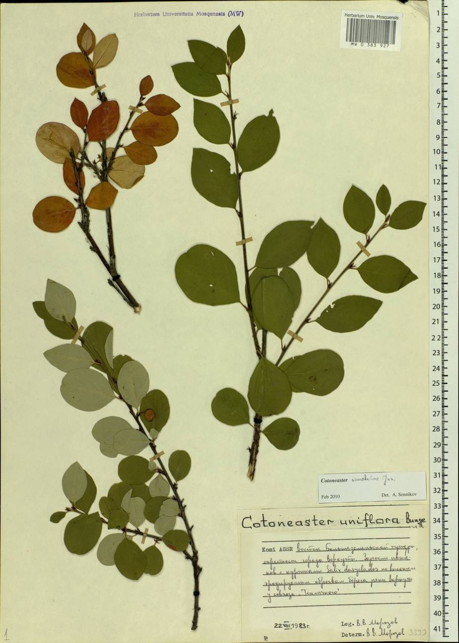 Кизильник алаунский