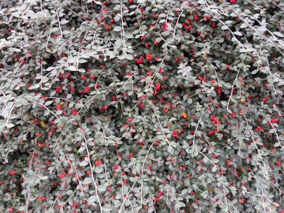 Кизильник Крымский