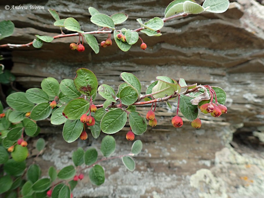 Нектрия киноварно-красная