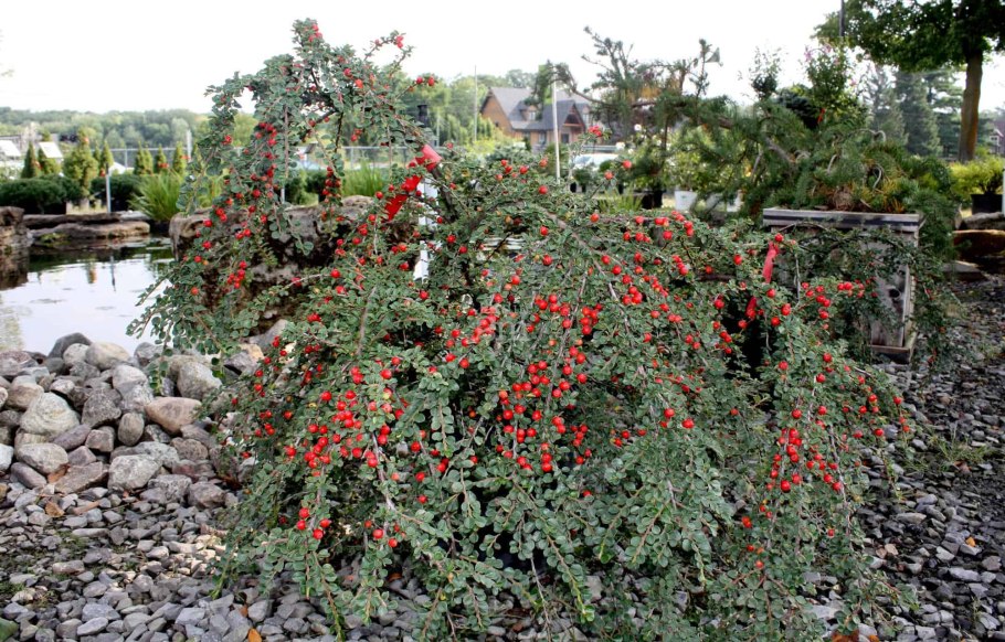 Кизильник Даммера Cotoneaster
