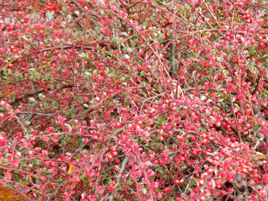 Кизильник Даммера