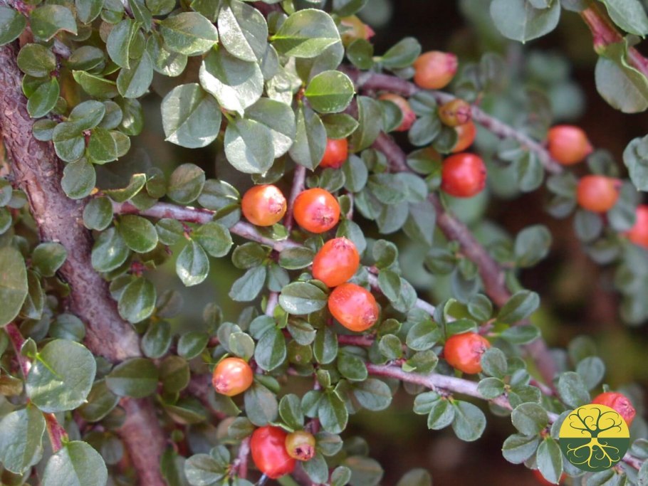 Кизильник обыкновенный