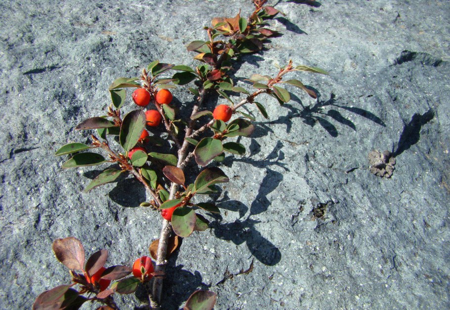 Кизильник алаунский Cotoneaster alaunicus