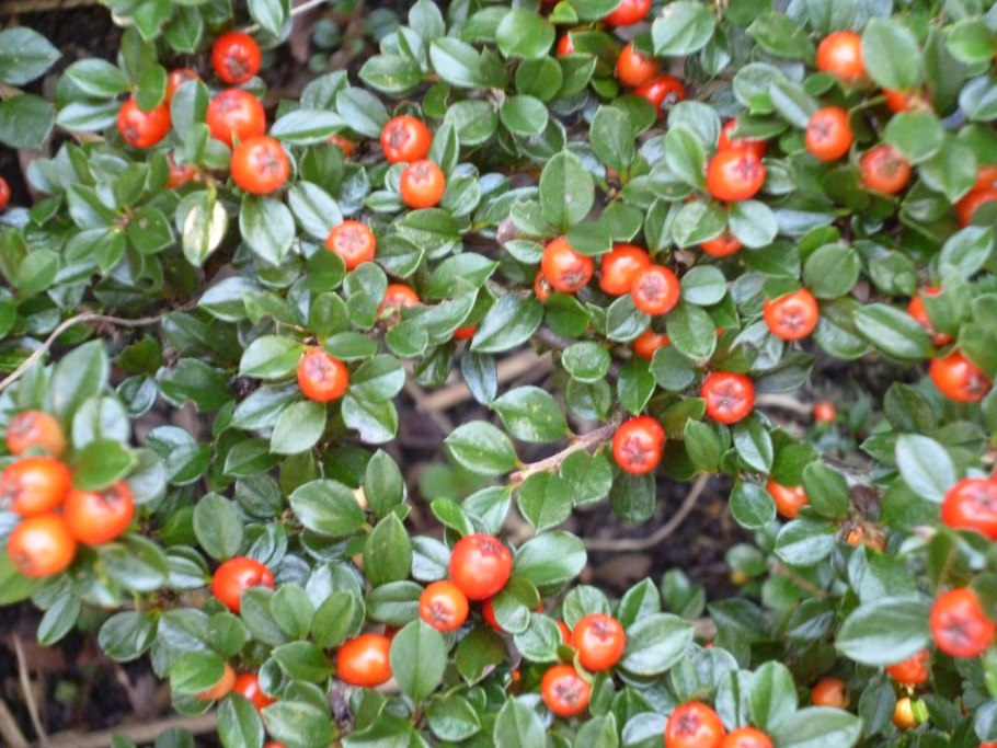 Кизильник ветка