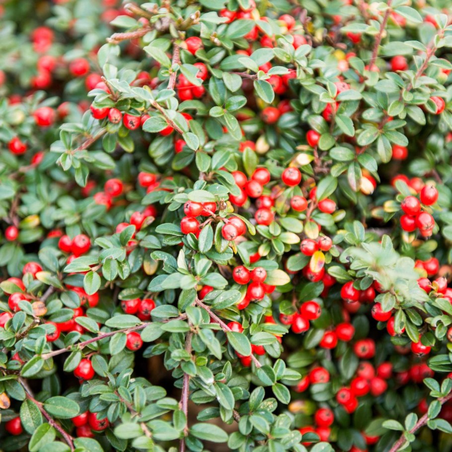 Cotoneaster lacteus Hedge