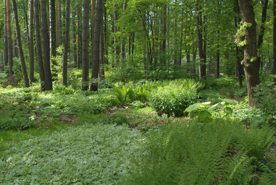 Теневые сады Колесника