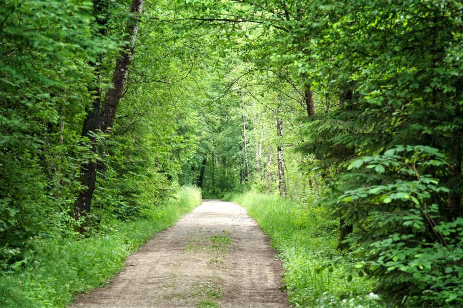 Линдуловская роща деревья