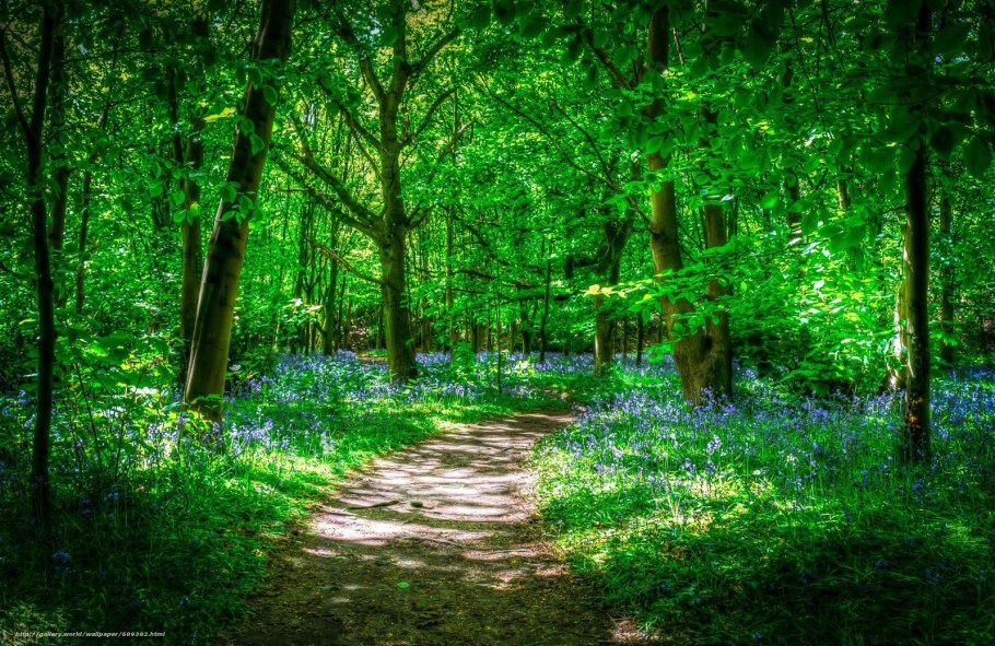 Лесные тропы Шварцвальд