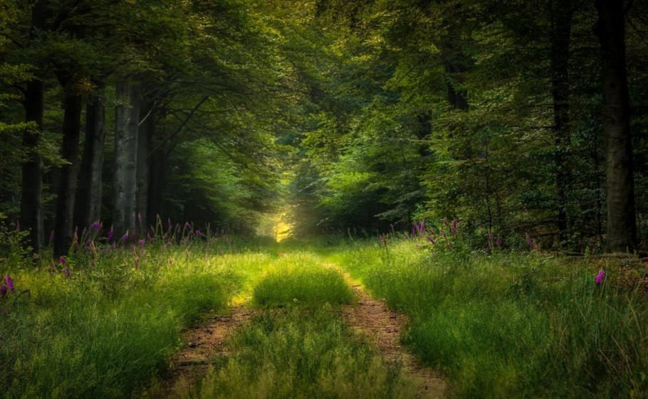 Тенистые леса