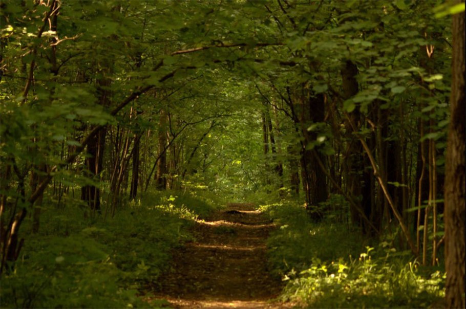 Лес Сосновый Бор Новокузнецк