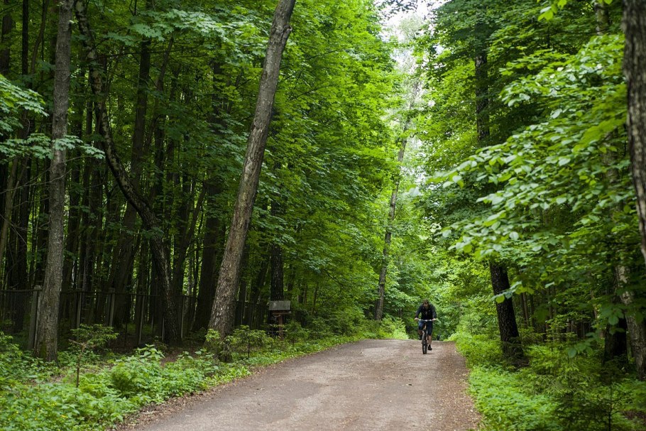 Лесные тропинки