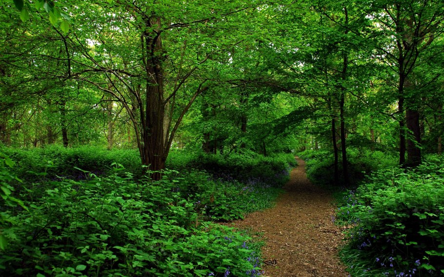 Пейзажный сад в Подмосковье