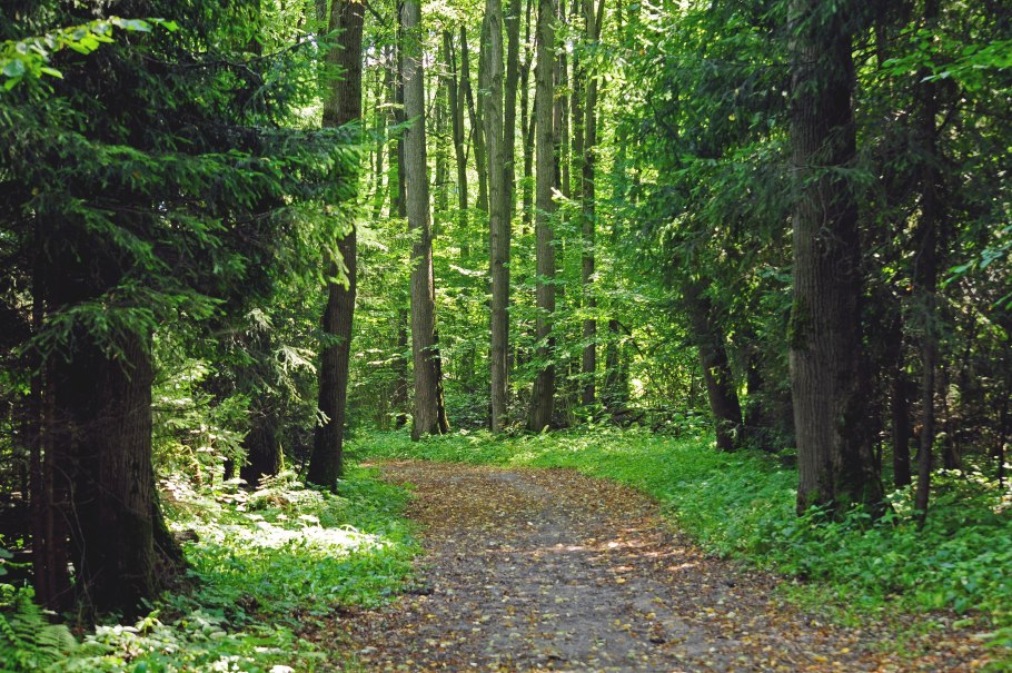 Лесная тропинка лужайка