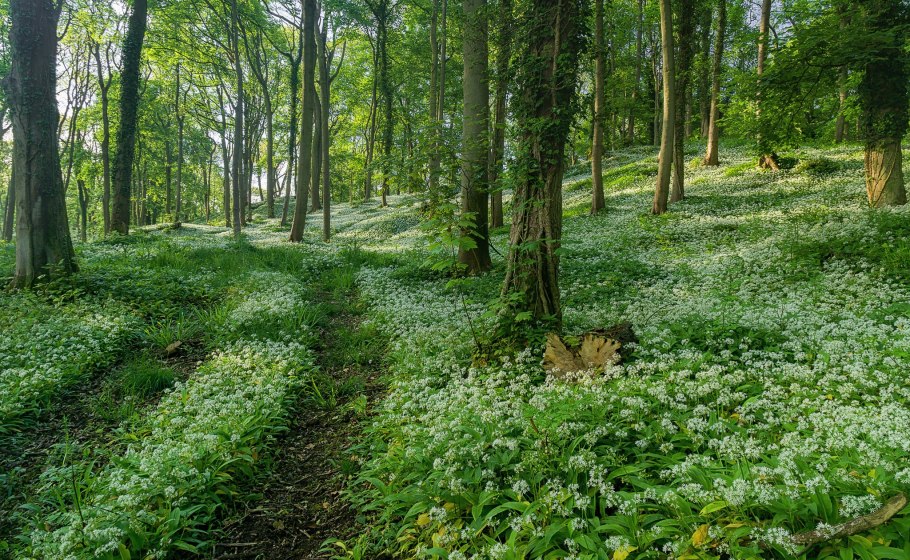 Подлесок тайги