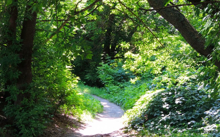 Лиственничные леса