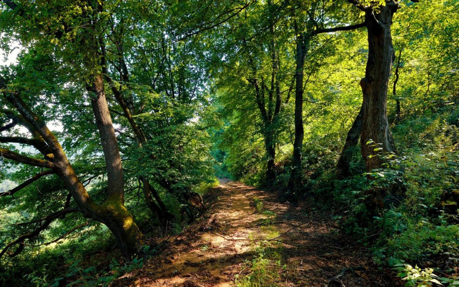 Парк Солнечный Сосновый Бор