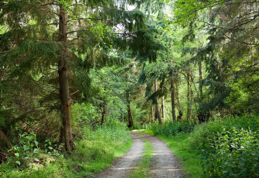 Лесная тропа сбоку