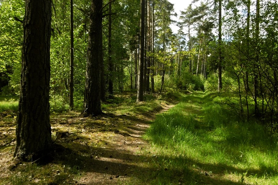 Широколиственный лес тропа 4k