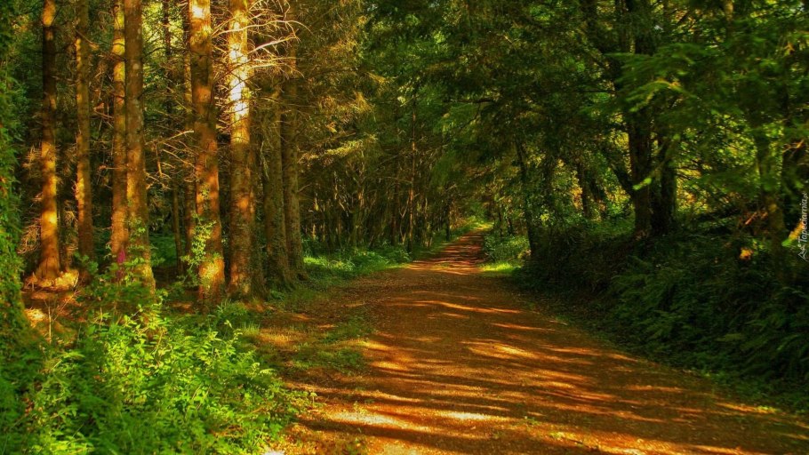 Буковый лес в Швейцарии Шишкин