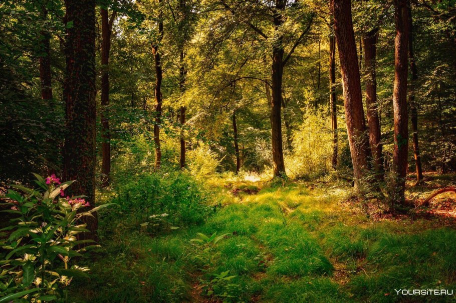 Палатка туристическая в лесу