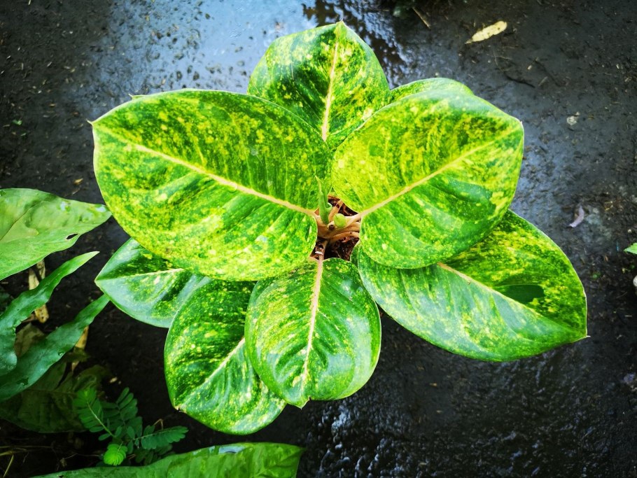 Аглаонема маранта