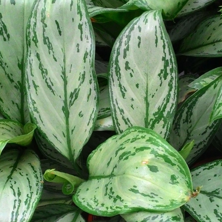 Аглаонема Липстик