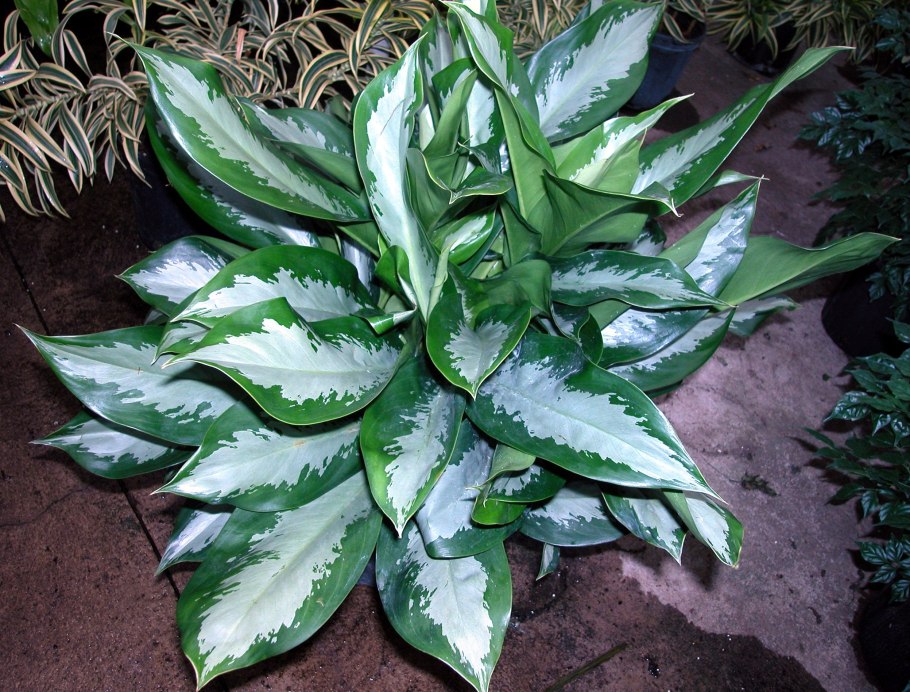 Аглаонема Паттайя