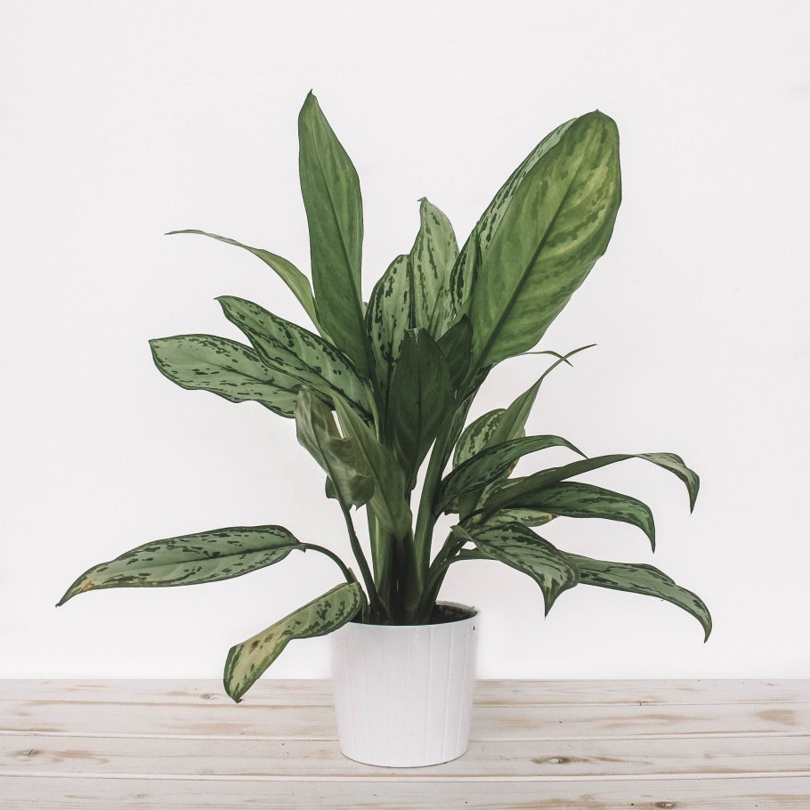 Аглаонема зебрина