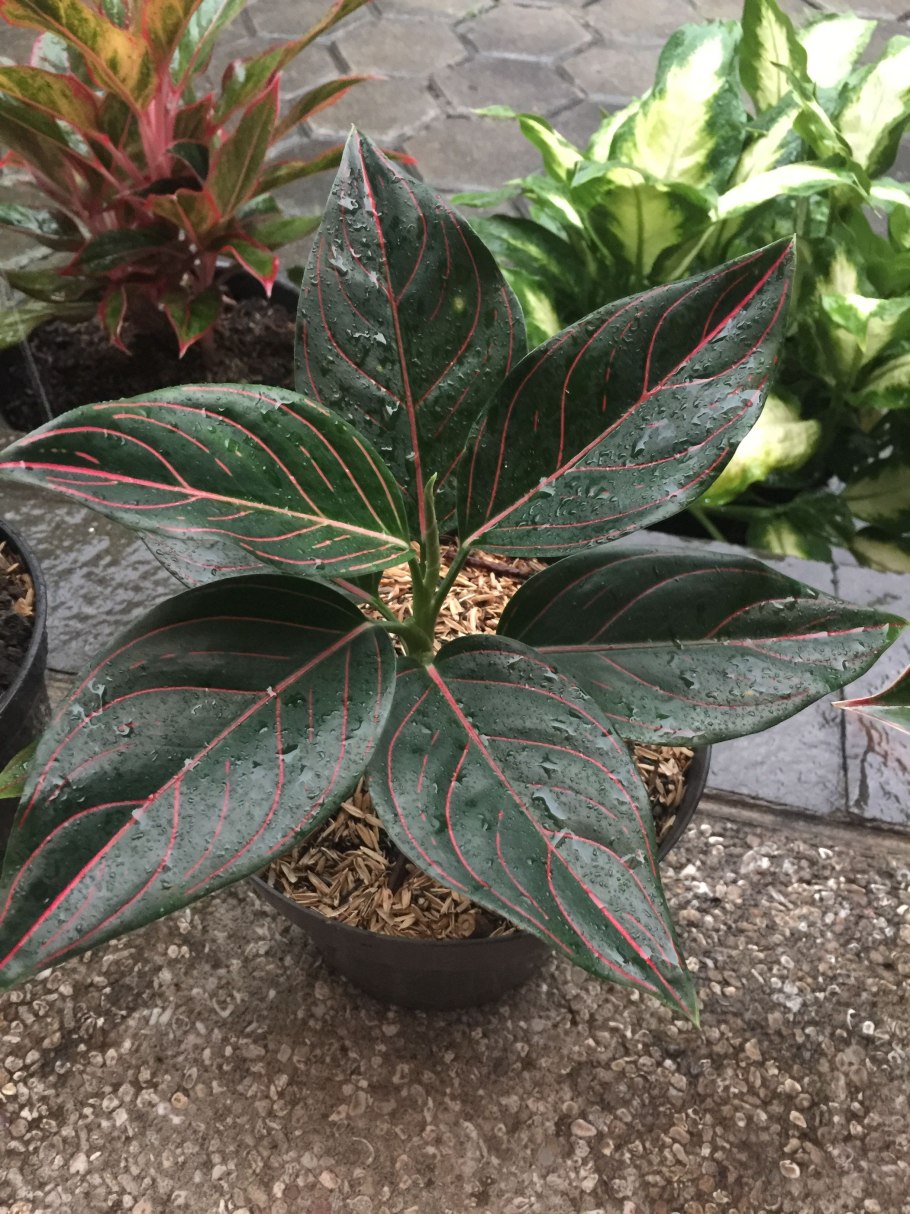 Аглаонема Королевская