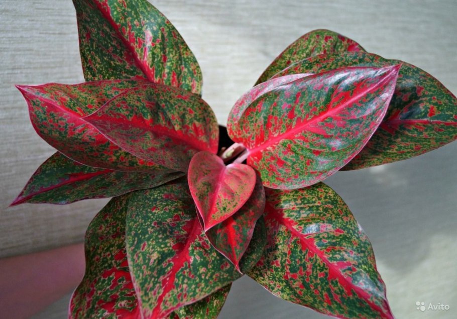 Аглаонема Павлин