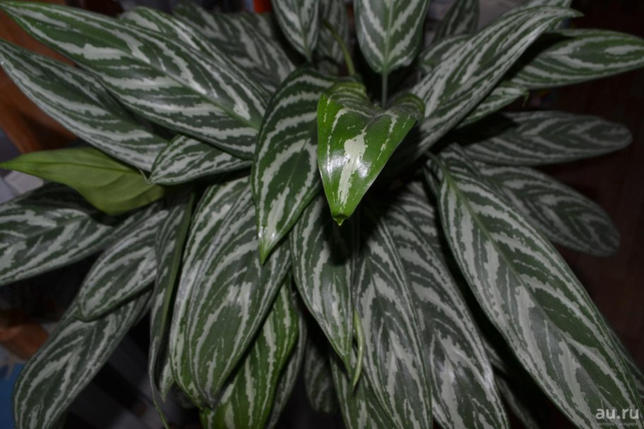 Аглаонема Гринлайт