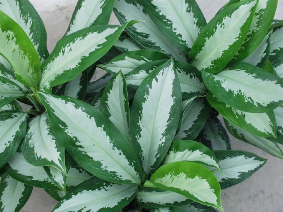 Аглаонема Даймонд