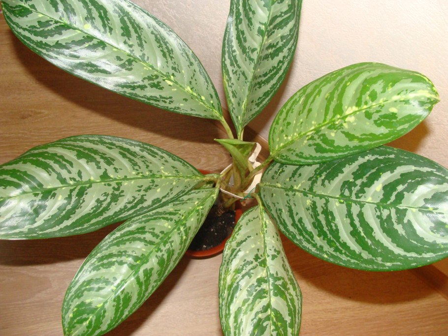 Аглаонема Кокомелон