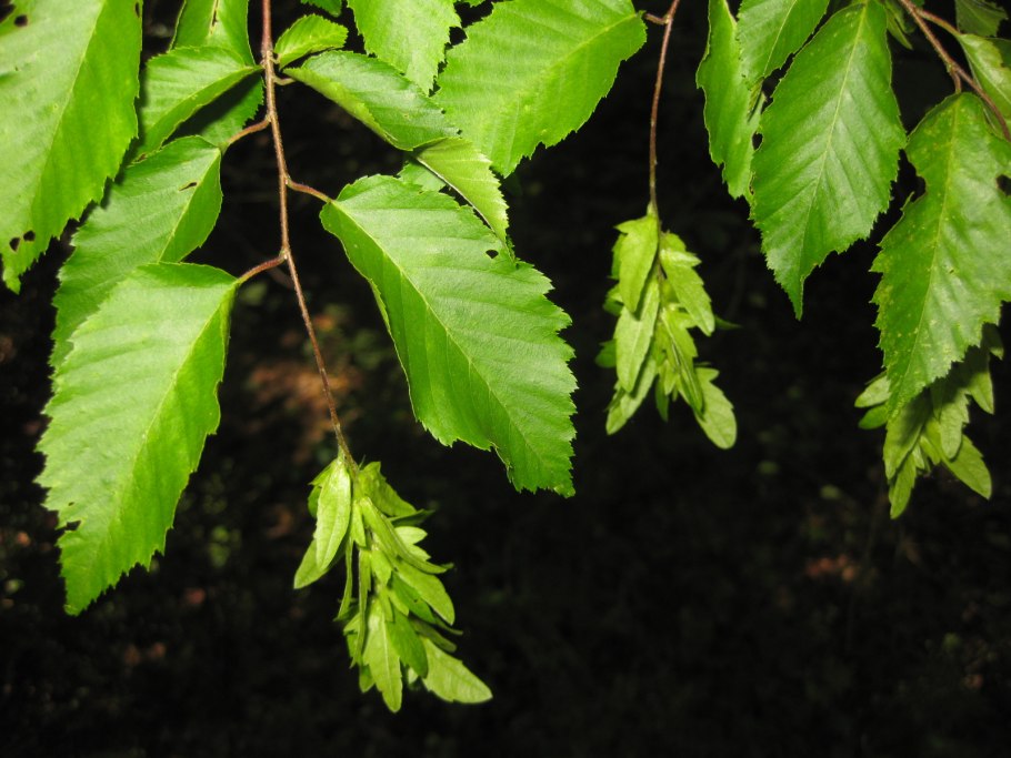 Граб обыкновенный Carpinus betulus плод