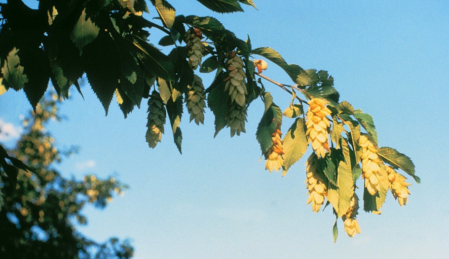 Граб обыкновенный Carpinus betulus