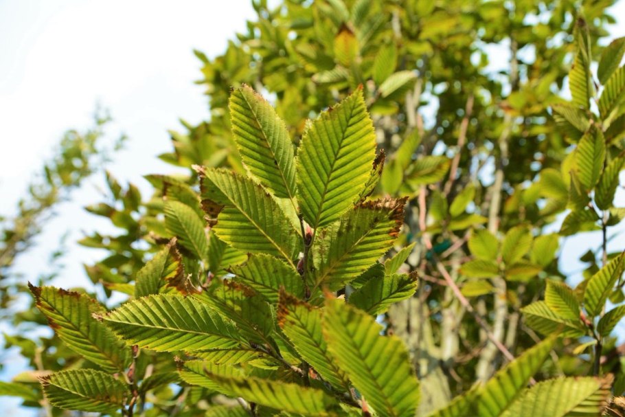 Carpinus Аmericana Michx