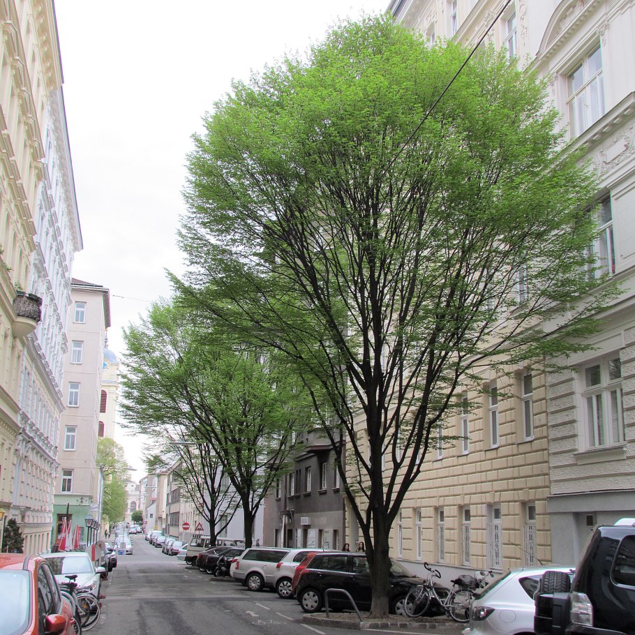Граб обыкновенный Carpinus betulus