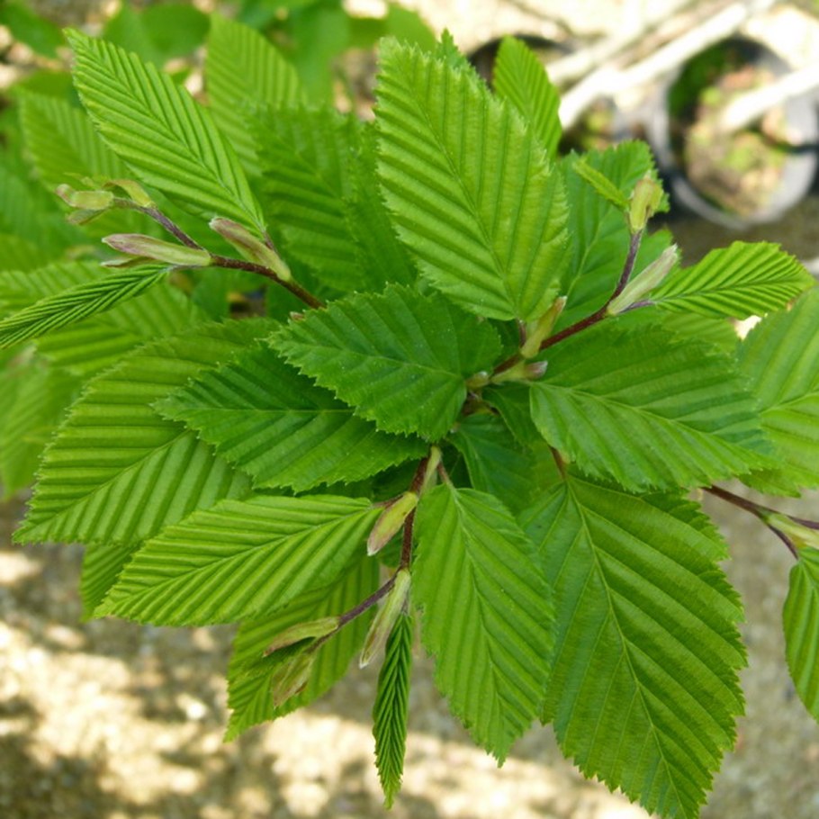 Граб обыкновенный Carpinus betulus